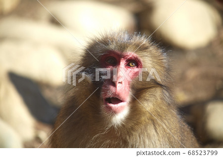A monkey A monkey 68523799