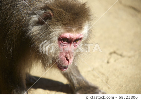 A monkey A monkey 68523800