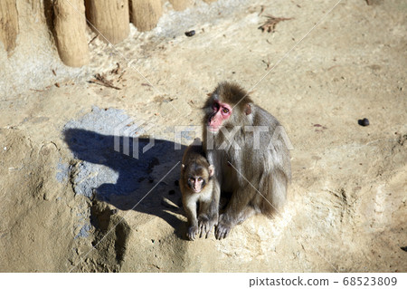 Parent-child monkey Parent-child monkey 68523809