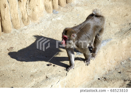 A monkey 68523810