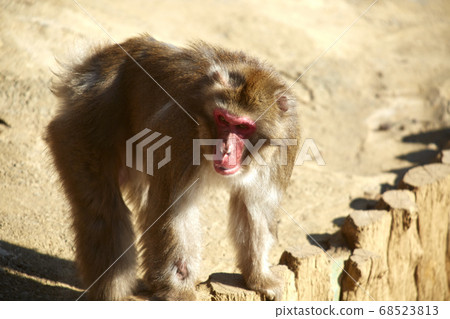 A monkey 68523813