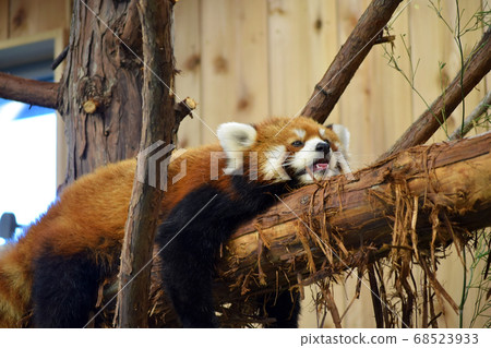 小熊貓非常適合高溫 68523933