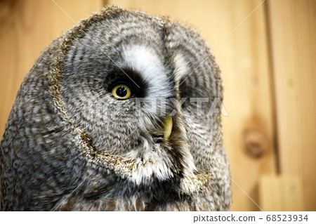 貓頭鷹的臉 68523934