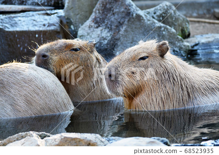 水豚浸在水中 68523935