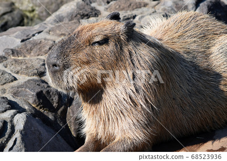 躺後水豚 68523936