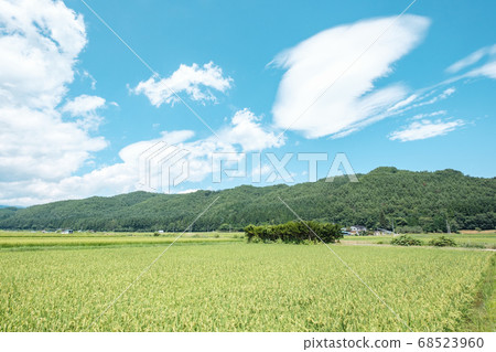 Summer rural landscape (August) Summer rural landscape (August) 68523960