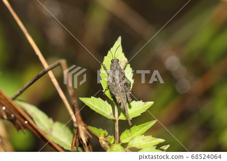 Spiny honeybattera 68524064