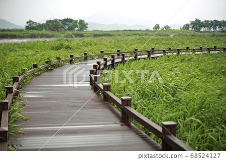 Scenery of a rainy day, Suncheon Bay 68524127