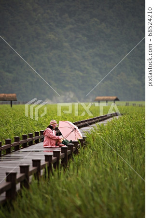 Scenery of a rainy day, Suncheon Bay 68524210