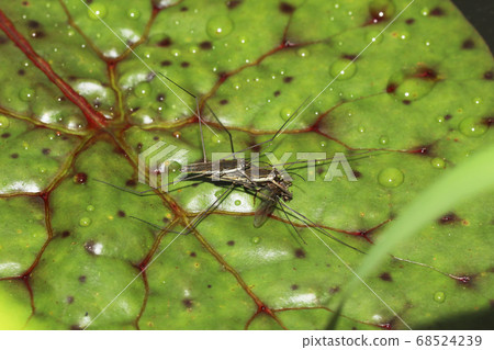 Namia mombo 68524239