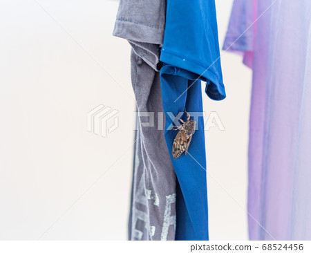 半決賽停在晾衣繩上 68524456