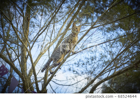 貓在樹上 貓在樹上 68524644