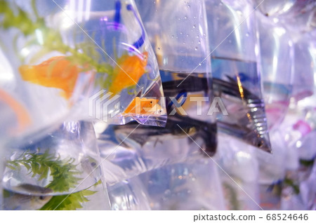 金魚 68524646