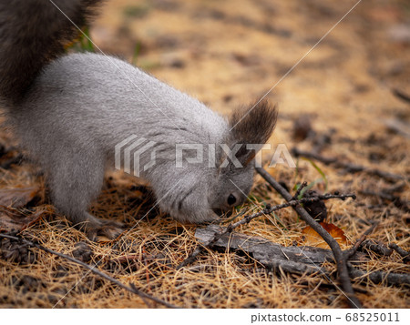 Gray squirrel digs fallen leaves and hides food supplies into the ground, in autumn, close up, selective focus. Gray squirrel digs fallen leaves and hides food supplies into the ground, in autumn, close up, selective focus. 68525011