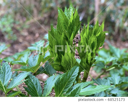 明日葉的早春芽(明天葉) 明日葉的早春芽(明天葉) 68525173