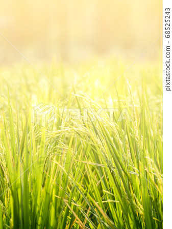 Beautiful golden light cover rice field. Blurred Beautiful golden light cover rice field. Blurred 68525243