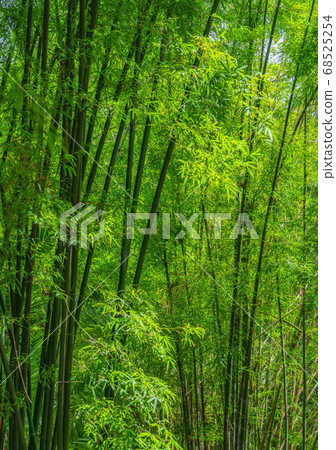 Beautiful bamboo forest Beautiful bamboo forest 68525254