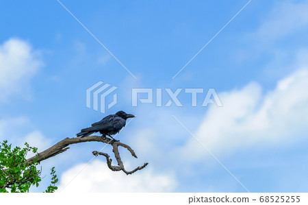 Crow perched on high branch Crow perched on high branch 68525255