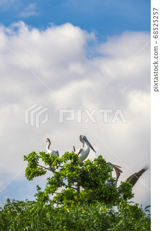 Pelicans sitting on top of trees Pelicans sitting on top of trees 68525257