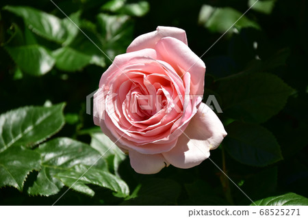 粉紅色的大玫瑰 68525271