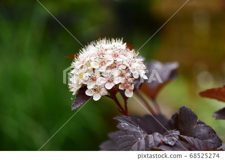 蓬鬆的花 蓬鬆的花 68525274