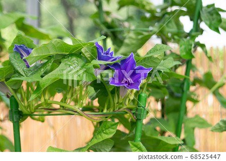 Changing morning glory 413 Changing morning glory 413 68525447