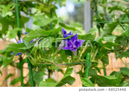 Change morning glory 414 Change morning glory 414 68525448