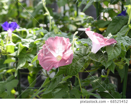 改變牽牛花418 改變牽牛花418 68525452