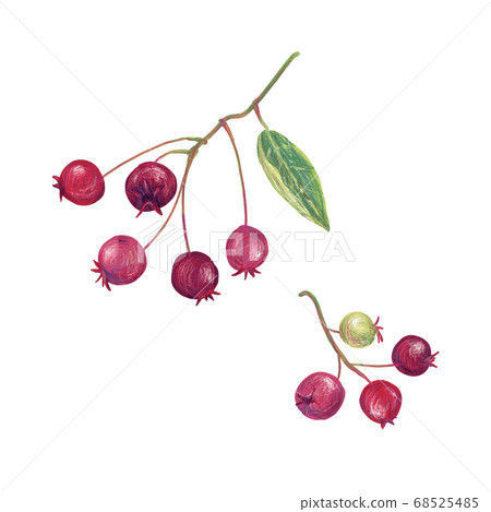 June Berry Stock Illustration