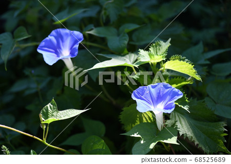 早晨的陽光中的牽牛花 早晨的陽光中的牽牛花 68525689