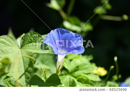 早晨的陽光中的牽牛花 早晨的陽光中的牽牛花 68525690