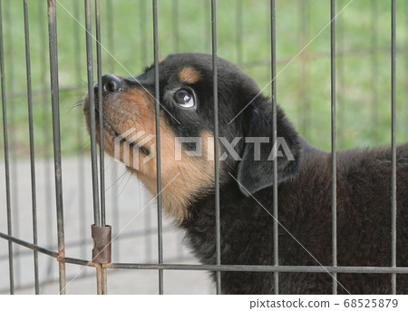 Puppy dog inside cage, looking up. Head shot. Puppy dog inside cage, looking up. Head shot. 68525879