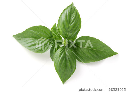 羅勒葉 羅勒葉 68525935