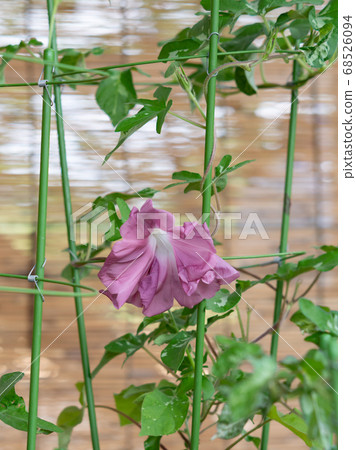 Changing morning glory 436 68526094