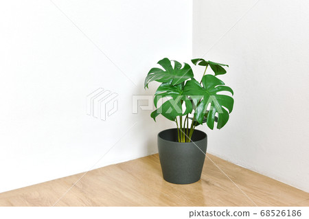 Artificial plant, Fiddle leaf fig tree houseplant for home and living room interior. 68526186