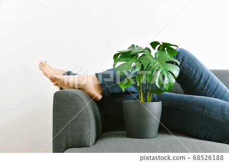 Human and nature, Houseplants growing in living room for indoor air purification 68526188