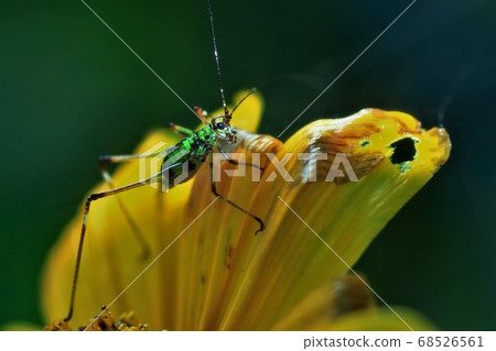 鱗翅目和葵花的幼蟲 68526561