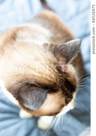 耳朵有肥大細胞瘤的貓 68526975