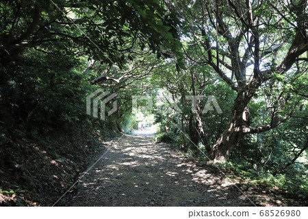 Tomogashima 68526980