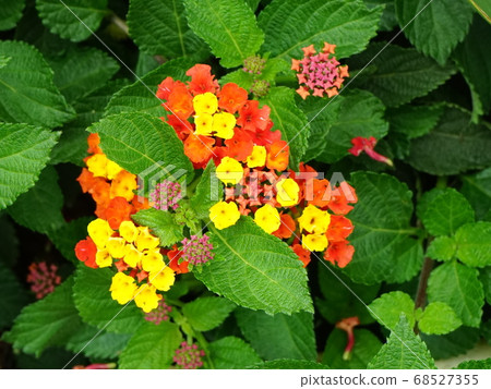 小花收集黃橙 68527355