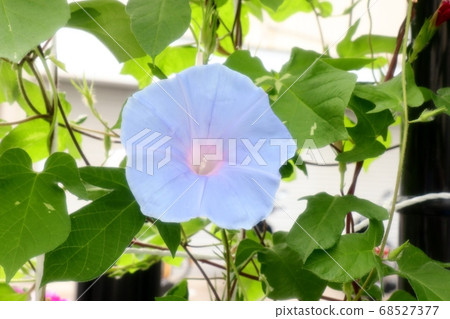 夏花 朝日花 花園花壇 照片素材 圖片 圖庫
