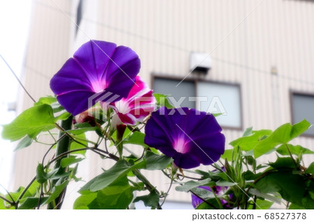 夏花 朝日花 花園花壇 照片素材 圖片 圖庫