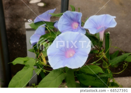 夏花 朝日花 花園花壇 照片素材 圖片 圖庫 夏花 朝日花 花園花壇 照片素材 圖片 圖庫