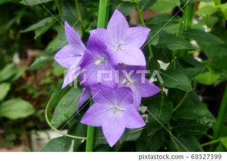 Early summer stage flower: Kikyo: Kikyo Early summer stage flower: Kikyo: Kikyo 68527399
