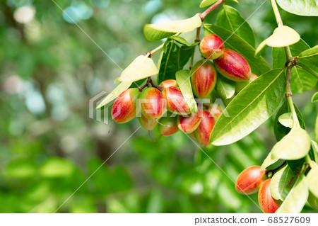 Carunda, Karonda or Carissa carandas Linn tree, 68527609