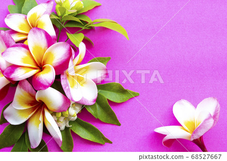 colorful flowers frangipani local flora of asia in spring season arrangement  flat lay postcard style  68527667