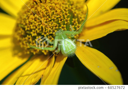 Red-faced crab spider and heliopsis Red-faced crab spider and heliopsis 68527672