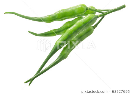 Radish pods (Raphanus sativus silique) isolated on Radish pods (Raphanus sativus silique) isolated on 68527695