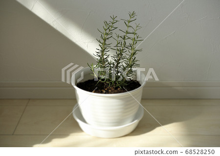 在自然採光的房間的一個角落種植迷迭香 在自然採光的房間的一個角落種植迷迭香 68528250