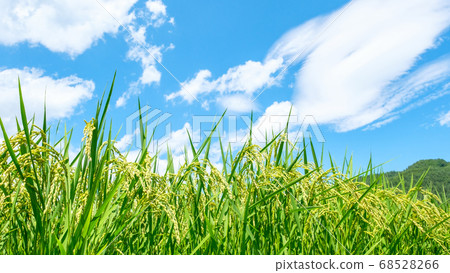 Summer rice (August) 68528266